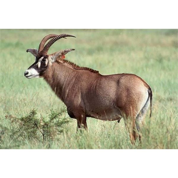 7-Day South African Roan Antelope Hunt for 2 Hunters   Matewetwe Safaris