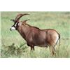 Image 1 : 7-Day South African Roan Antelope Hunt for 2 Hunters   Matewetwe Safaris