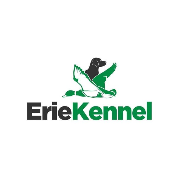 Retriever Dog Training  Erie Kennel