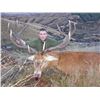 Image 1 : New Zealand 4-Day Red Stag  up to 320 SCI Hunt for 1 Hunter   Cardrona Outfitters