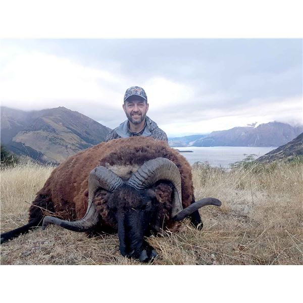 New Zealand Arapawa Ram Hunt  Cardrona Outfitters