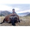 Image 1 : New Zealand Arapawa Ram Hunt  Cardrona Outfitters