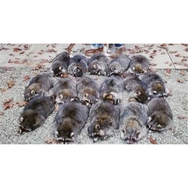 Kentucky Coon Hunt  Ghost Holler