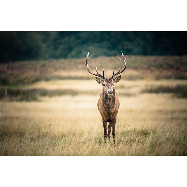 Irish Red Stag or Sika Stag Hunt    Rock House Estate