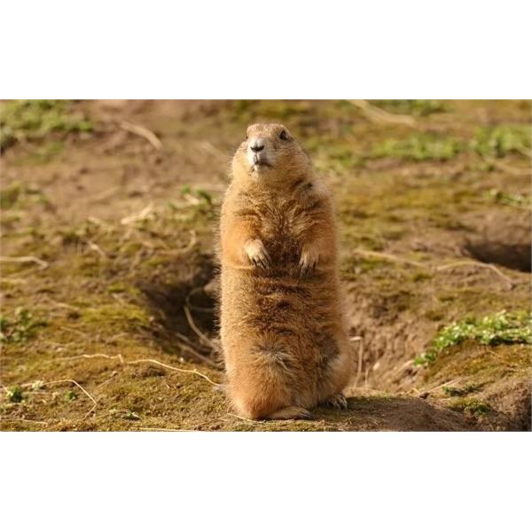 Nebraska Prairie Dog Shoot for One Hunter Oldaker Outfitting