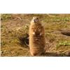 Image 1 : Nebraska Prairie Dog Shoot for One Hunter Oldaker Outfitting