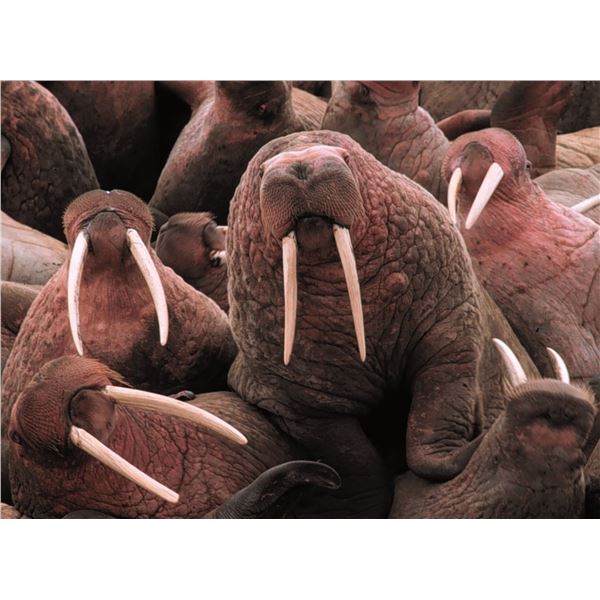 5-Day Canadian Walrus Hunt for One Hunter   Canadian High Arctic Adventures