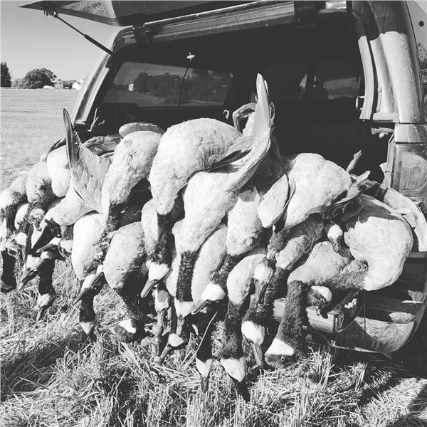 Guided Michigan Goose Hunt  for 4   Hilde Hunting Service
