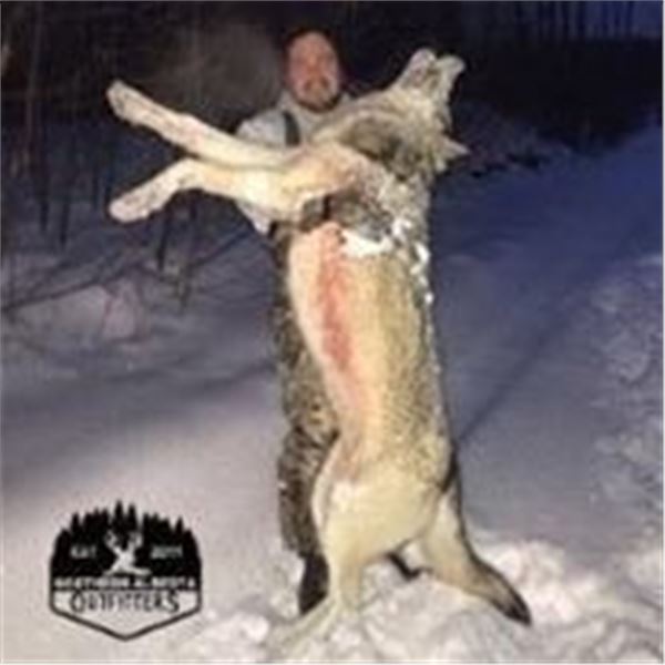 Alberta Wolf Hunt    Northern Alberta Outfitters