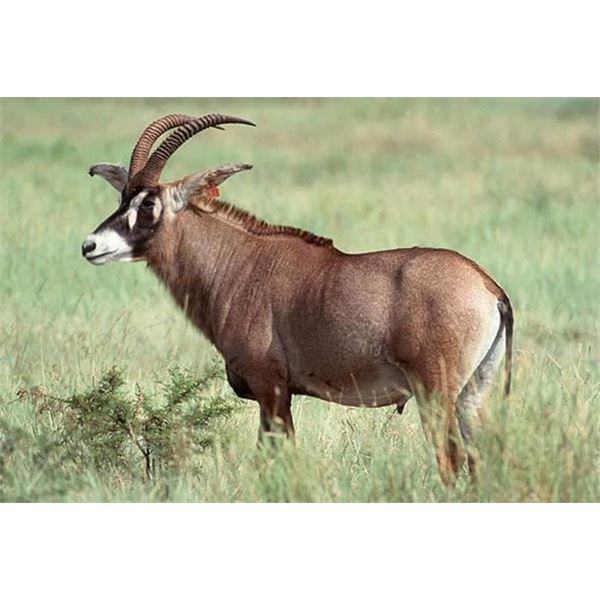7-Day South African Roan Antelope Hunt for 2 Hunters   Matewetwe Safaris