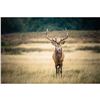 Image 1 : Irish Red Stag or Sika Stag Hunt    Rock House Estate