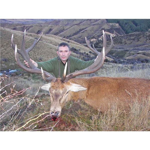 New Zealand 4-Day Red Stag  up to 320 SCI Hunt for 1 Hunter   Cardrona Outfitters
