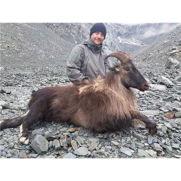 New Zealand Spring Bull Tahr Hunt for One Cardrona Outfitters