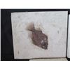 Image 2 : Qty 5 Fossilized Fish & 2 Round Starfish