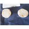 Image 8 : Qty 5 Fossilized Fish & 2 Round Starfish