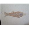 Image 2 : Qty 3 Fish Impressions on Square Tiles & Round Shell in Rock
