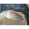 Image 8 : Qty 3 Fish Impressions on Square Tiles & Round Shell in Rock