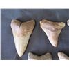 Image 2 : Qty Approx. 17 Arrow Shaped Teeth