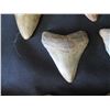 Image 8 : Qty Approx. 17 Arrow Shaped Teeth