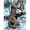 Image 1 : 5-Day Cougar/Predator hunt in Bighorn Sheep Winter Range