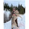 Image 2 : 5-Day Cougar/Predator hunt in Bighorn Sheep Winter Range