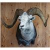 Image 1 : Sheep-Goat-Deer sized Shoulder mount