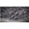 Image 1 : Wildlife Photography with Wild Sheep Ambassador Jeff Jackson