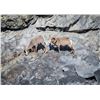 Image 2 : Wildlife Photography with Wild Sheep Ambassador Jeff Jackson