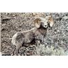 Image 1 : 24" x 32" Kamloops Lake Bighorn Canvas Print