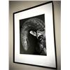 Image 2 : Danny Coyne Photography - Framed Print 1/2