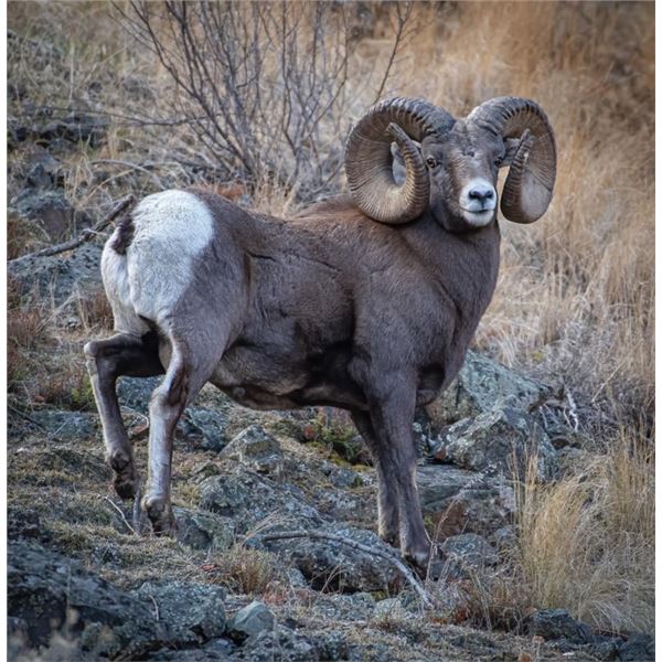 Bighorn Sheep Canvas