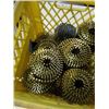 Image 2 : CRATE OF COIL NAILS