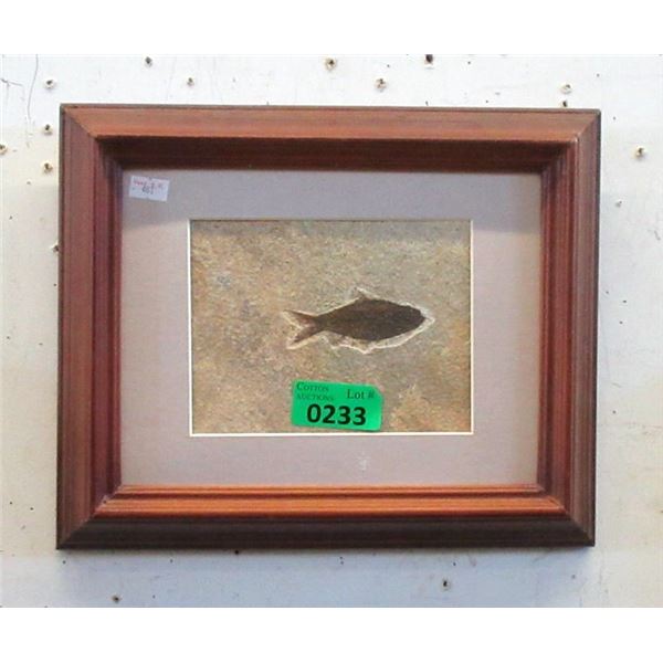 Framed Green River Formation Fossil - 11" x 13"