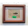 Image 1 : Framed Green River Formation Fossil - 11" x 13"