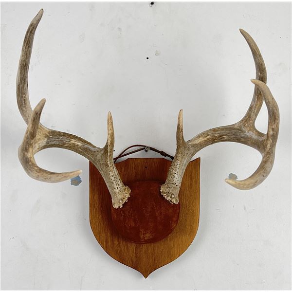 Montana Trophy White Tail Deer Horns