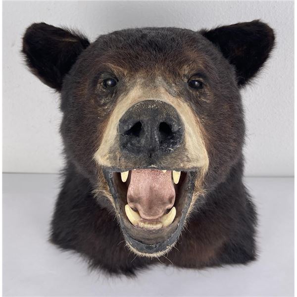 Montana Taxidermy Bear Head Mount