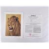 Image 5 : Andrew Bone Signed Lion Print