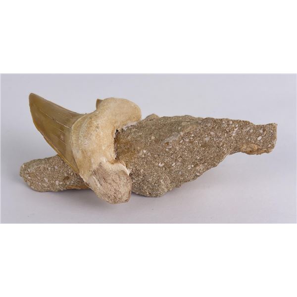 Otodus obliquus Fossil Shark Tooth
