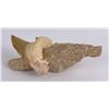 Image 1 : Otodus obliquus Fossil Shark Tooth
