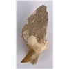 Image 5 : Otodus obliquus Fossil Shark Tooth