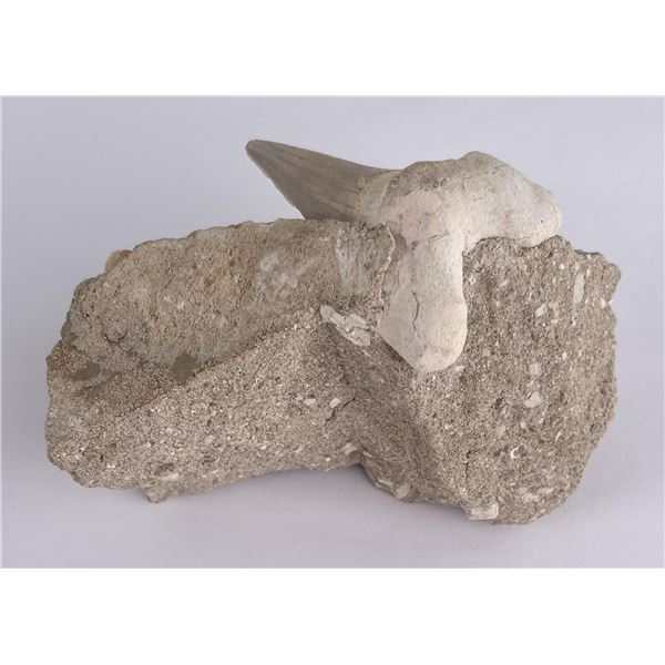 Otodus obliquus Fossil Shark Tooth