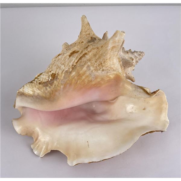 Large Queen Conch Shell