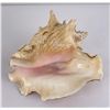 Image 1 : Large Queen Conch Shell