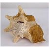 Image 2 : Large Queen Conch Shell