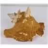 Image 3 : Large Queen Conch Shell