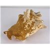 Image 4 : Large Queen Conch Shell