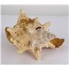 Image 5 : Large Queen Conch Shell