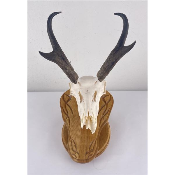 Large Set of Trophy Montana Antelope Horns
