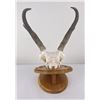 Image 3 : Large Set of Trophy Montana Antelope Horns