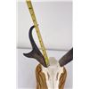Image 6 : Large Set of Trophy Montana Antelope Horns